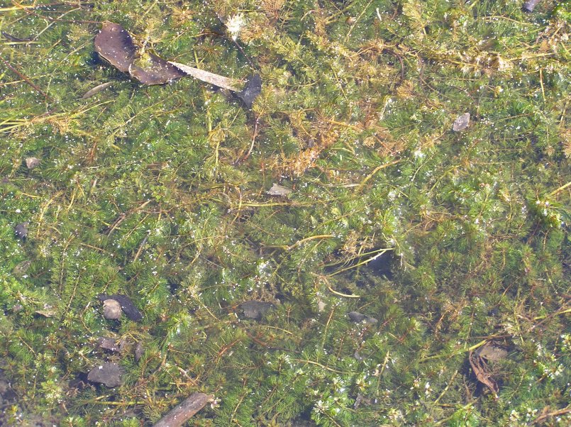 Myriophyllum sp.e Myriophyllum spicatum